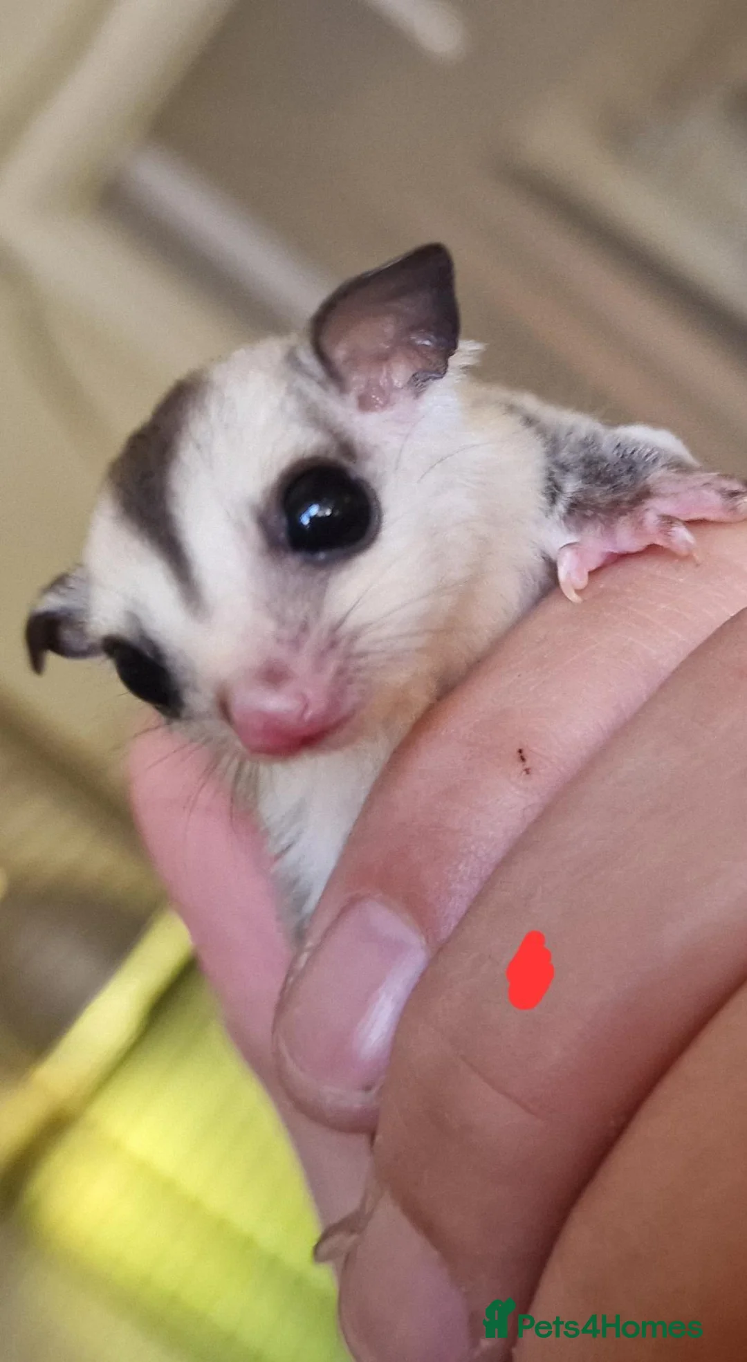 Sugar Glider rodents for sale: Baby sugar gliders  - Advert 2