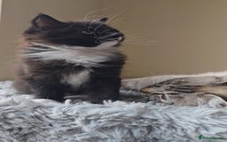 Ragdoll cats for sale: *READY NOW* RAGDOLL CROSS LONG-HAIRED - Image 11