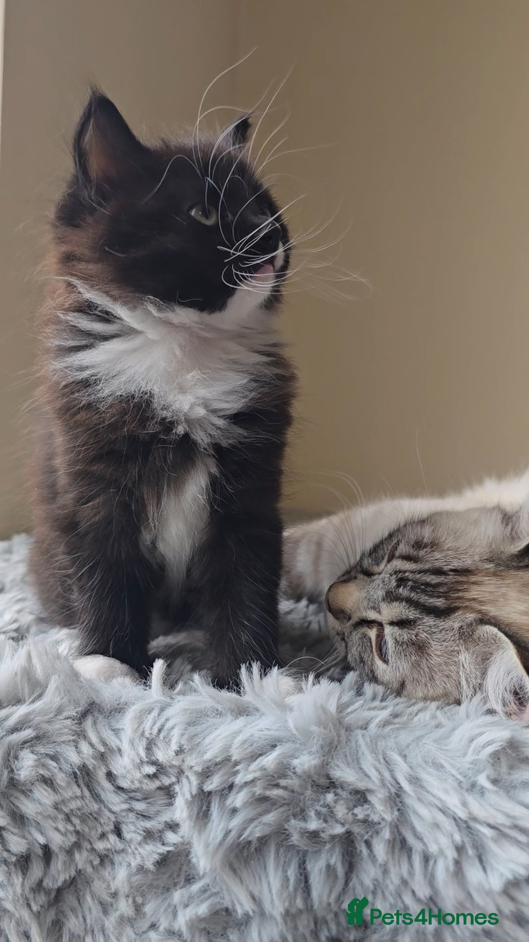 Ragdoll cats for sale: *READY NOW* RAGDOLL CROSS LONG-HAIRED - Image 11