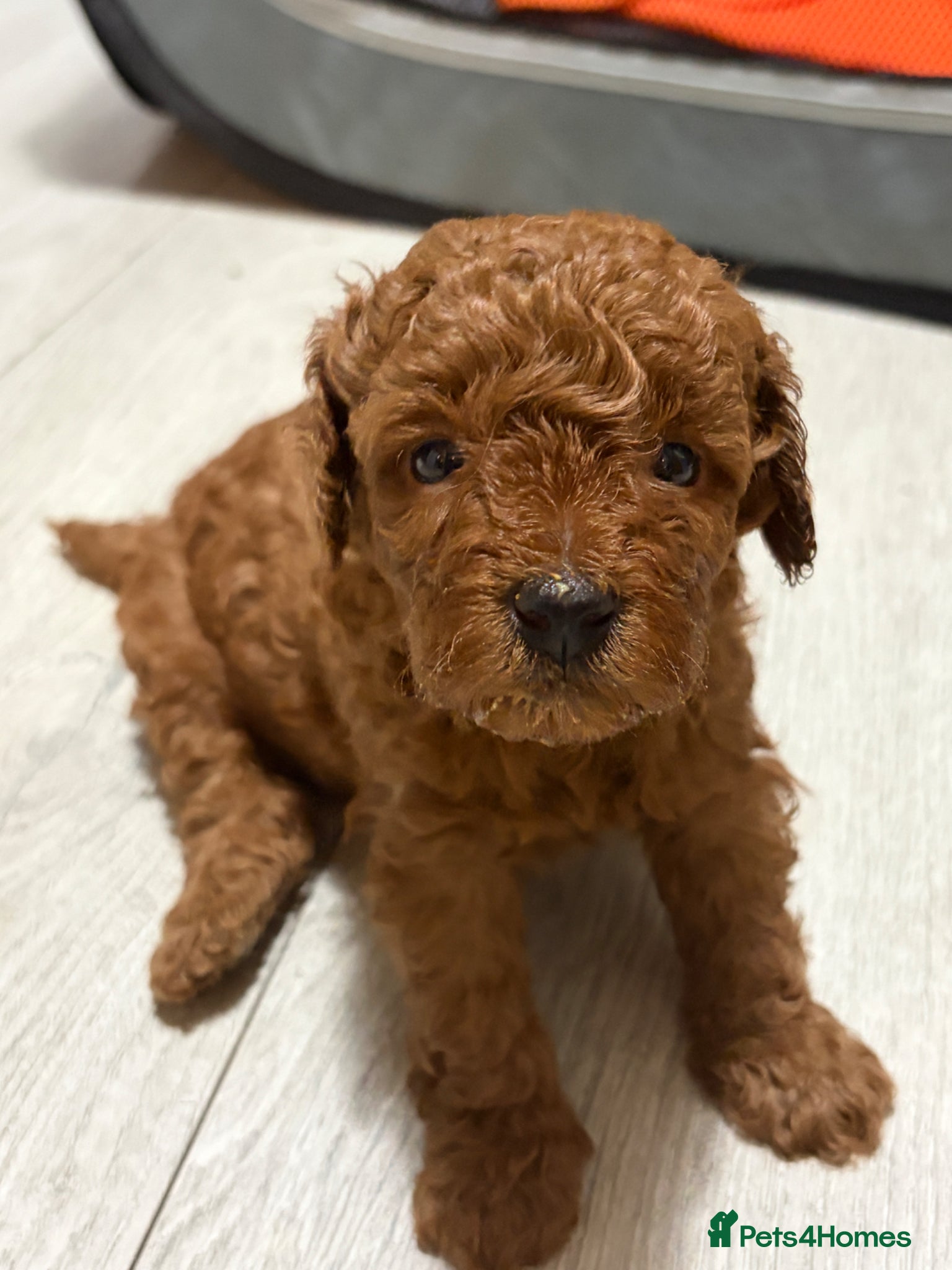 Toy Poodle dogs for sale: KC REGISTERED toy poodle puppies - Advert 10