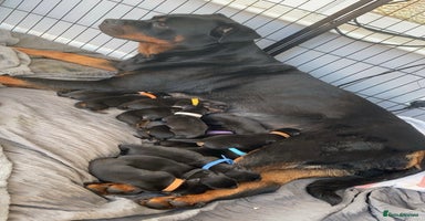 Rottweiler dogs - Advert 8