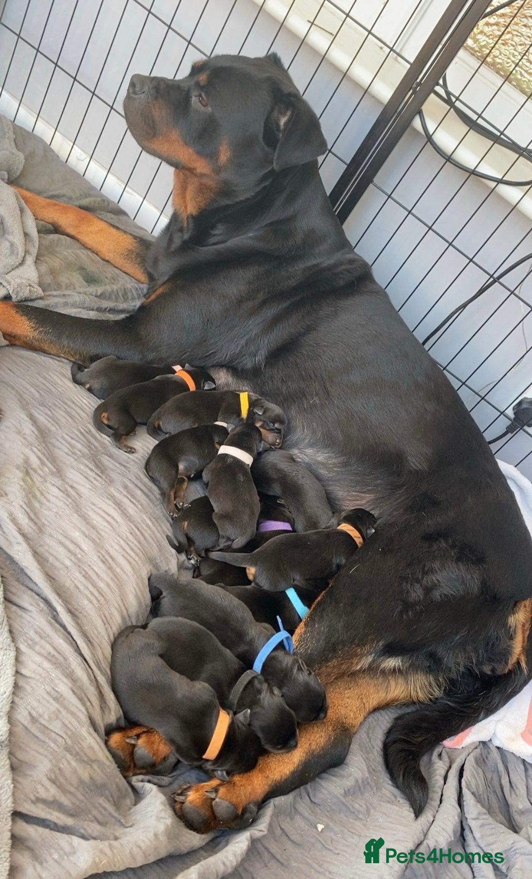 Rottweiler dogs for sale: KC Rottweiler puppies ready 16/11/25 - Image 2