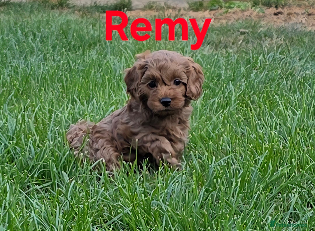 Cavapoochon dogs for sale: Male non-fade cavapoochon for sale - Image 8