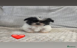 Lhasa Apso dogs for sale: Beautiful Lhasa Apso  - Image 14