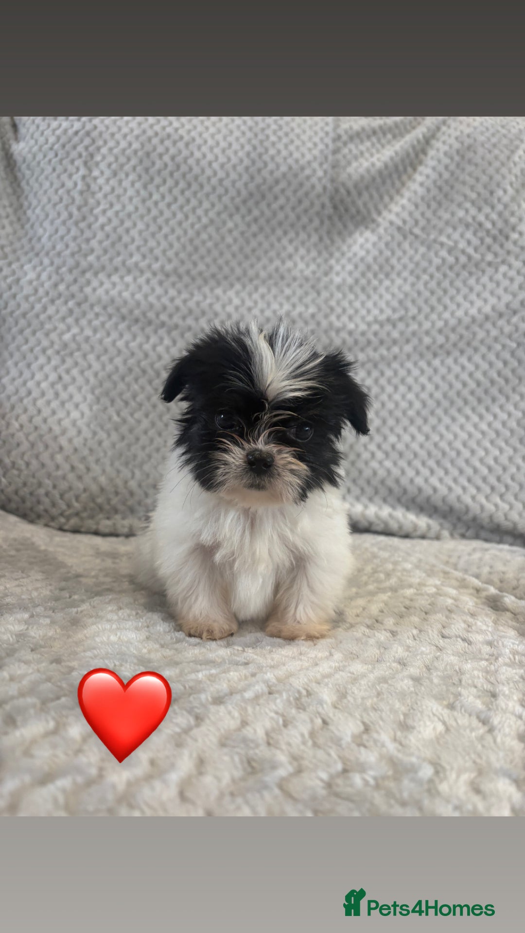 Lhasa Apso dogs for sale: Beautiful Lhasa Apso  - Image 14