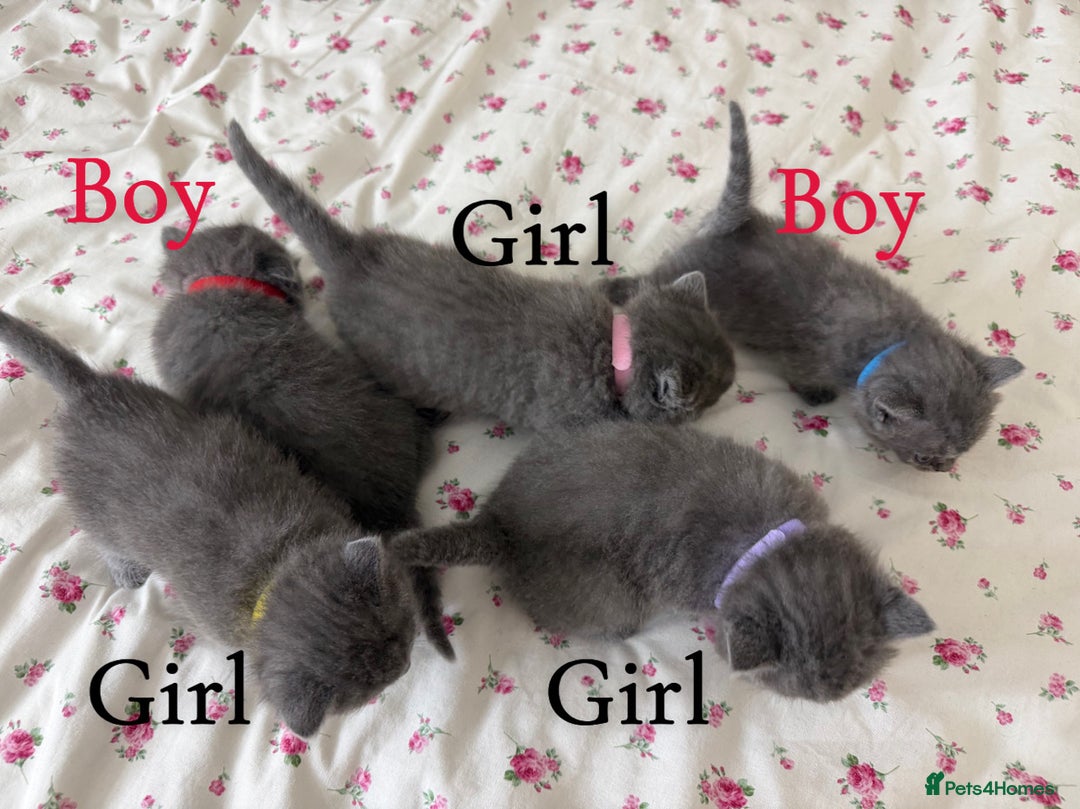 British Shorthair cats for sale: Adorable British short hair - Advert 3
