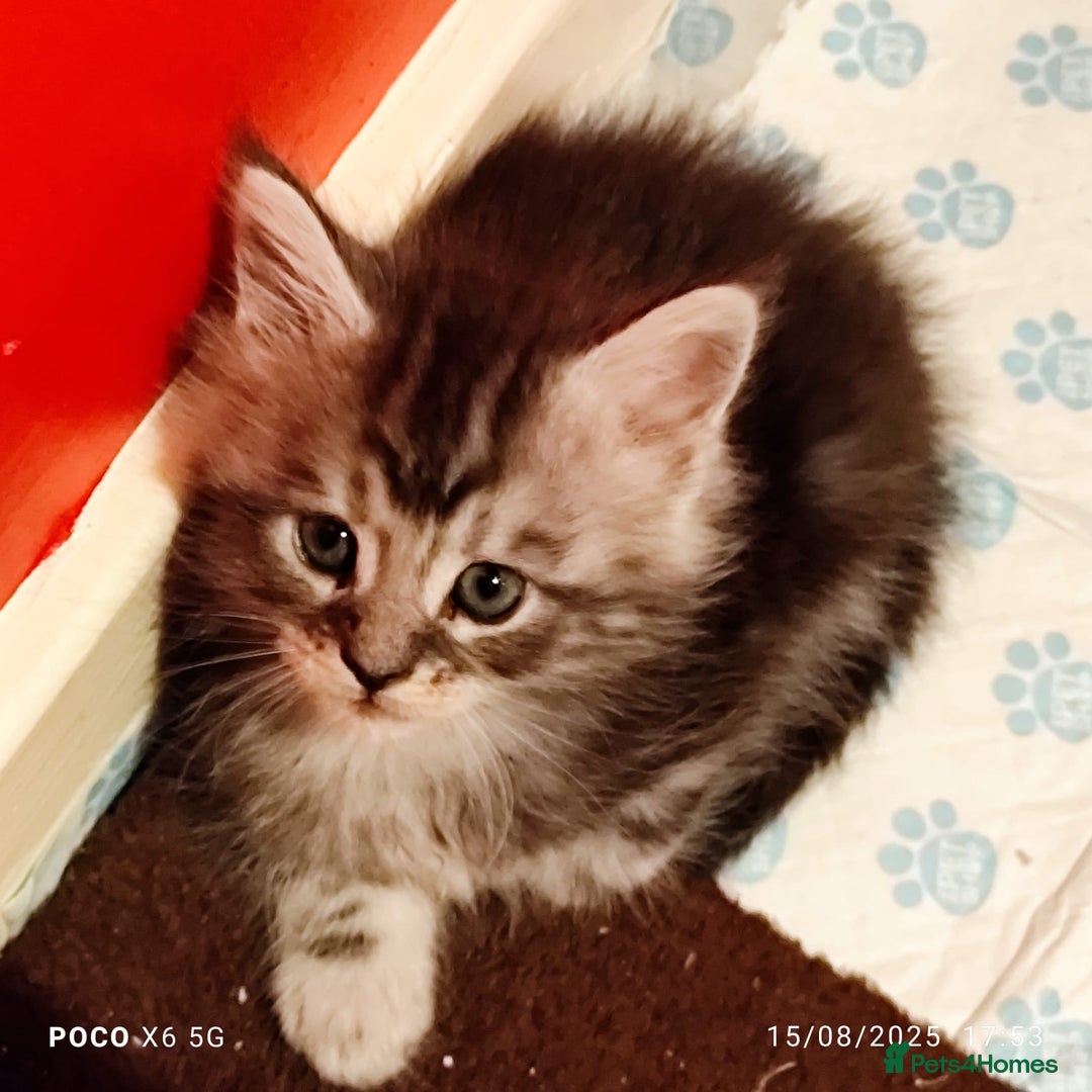 Maine Coon cats for sale: Ready Now Maine Coon kittens - Image 24