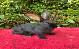 Continental Giant rabbits for sale: Last Two Giant Continental Giant Rabbits - Image 1