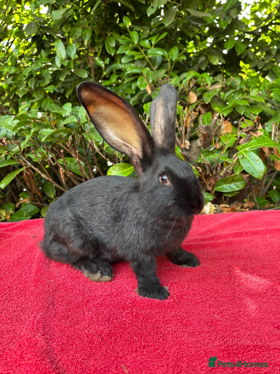 Continental Giant rabbits for sale: Last Two Giant Continental Giant Rabbits - Image 1