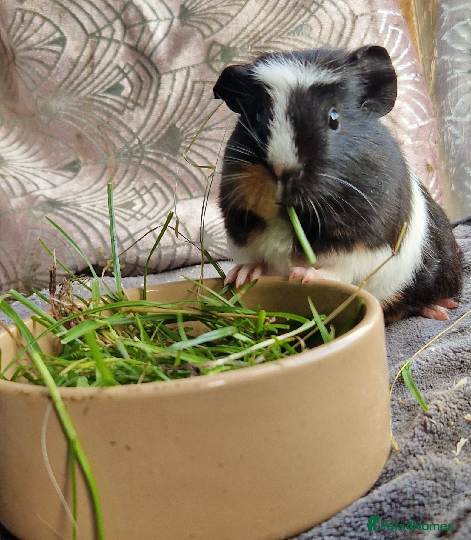 Guinea Pig rodents Beaulful crested female  - Advert 1