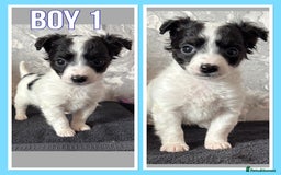 Mixed Breed dogs for sale: Bichon yorkie x miniature Jack Russell  - Image 5