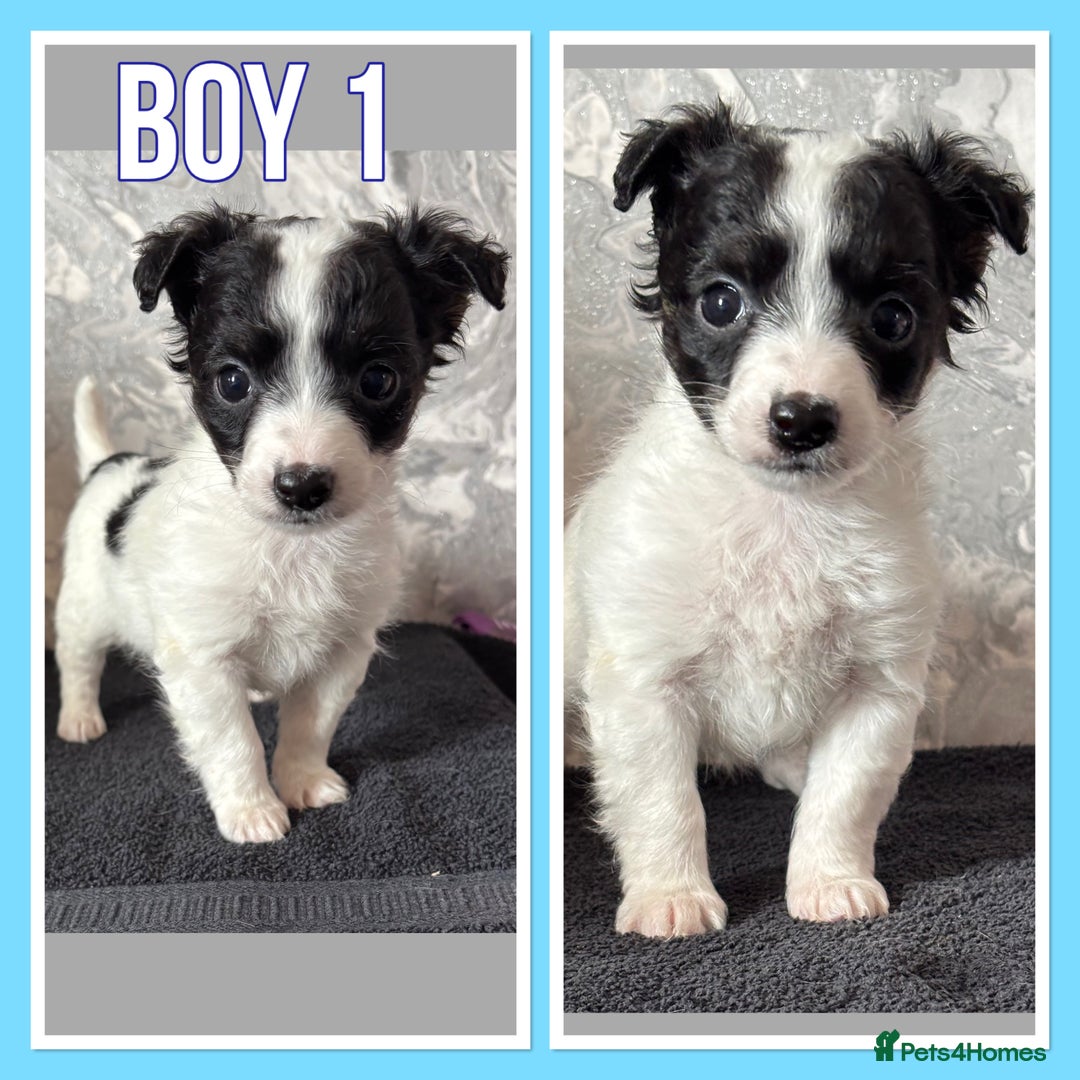 Mixed Breed dogs for sale: Bichon yorkie x miniature Jack Russell  - Image 5