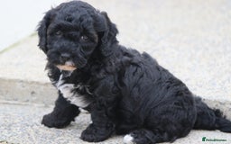 Cavapoochon dogs for sale: Beautiful Cavapoochon puppies for sale - Image 34