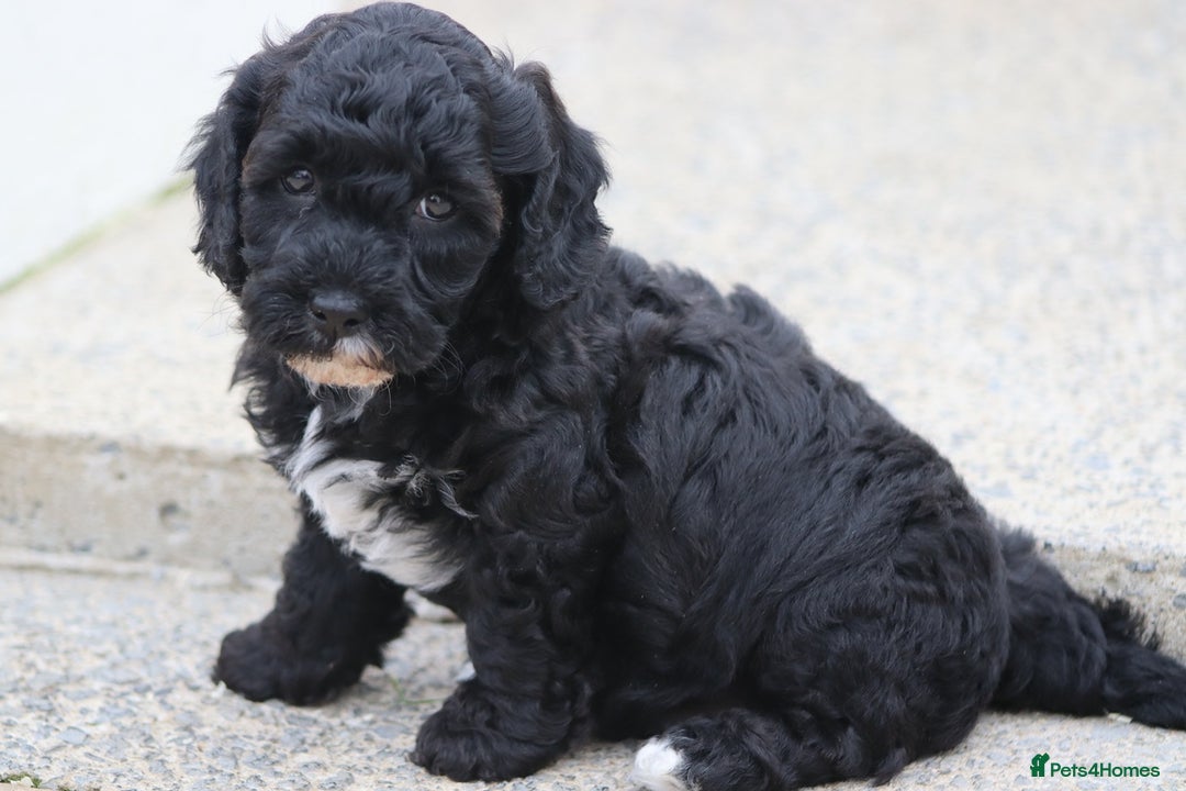 Cavapoochon dogs for sale: Beautiful Cavapoochon puppies for sale - Image 34