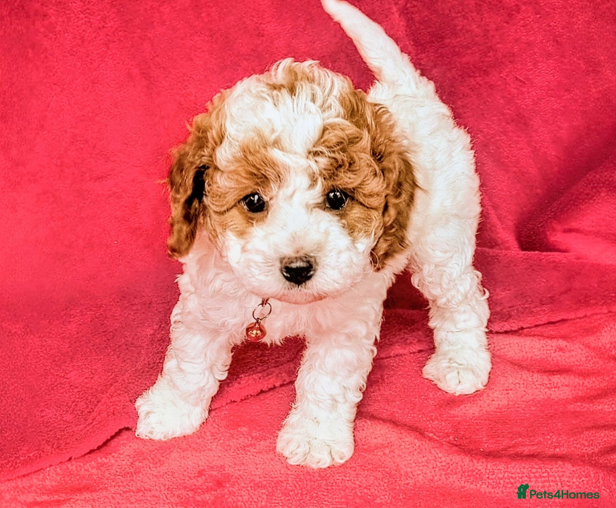 Cavapoo dogs Adorable Puppies, price open to negotiation - Advert 2