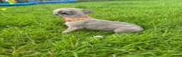 Whippet dogs for sale: Stunning KC registered whippet puppies - Advert 5