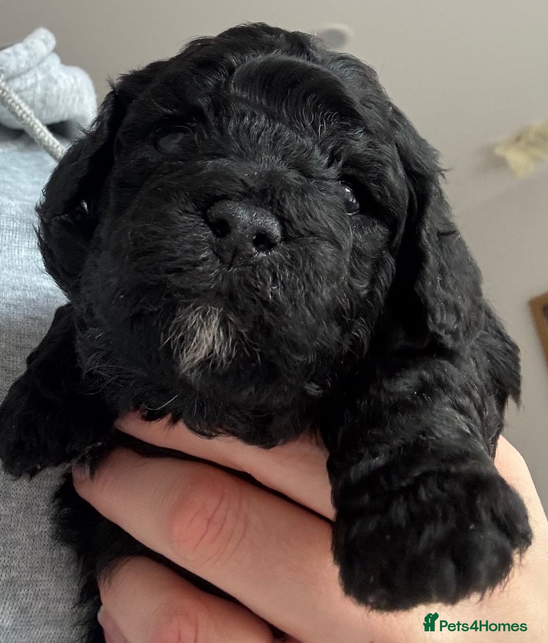 Poochon dogs for sale: Gorgeous Poochon puppies 2 girls 3 boys - Advert 20