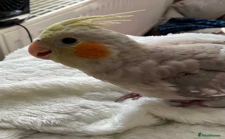 Cockatiels birds - Advert 1