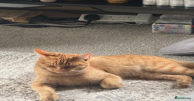 British Shorthair cats Milo, a short-haired ginger cat seeks loving home - Advert 9