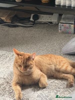British Shorthair cats Milo, a short-haired ginger cat seeks loving home - Advert 4