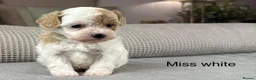 Maltipoo dogs for sale: BEAUTIFUL MALTIPOOS FROM DNA TESTED CLEAR PARENTS  - Advert 31