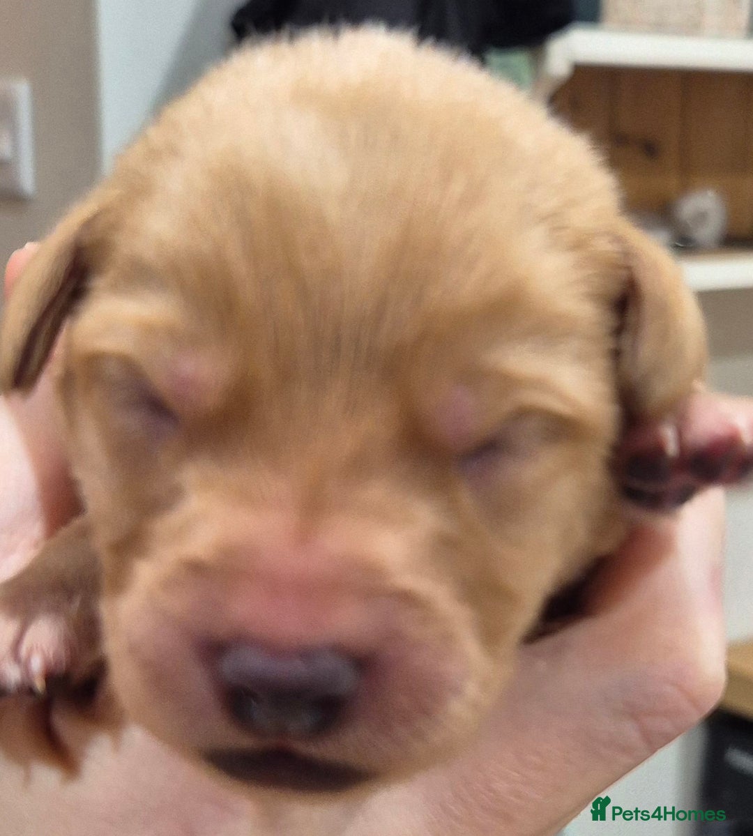 Labrador Retriever dogs for sale: KC Reg Working Fox Red & Yellow Lab Puppies - Advert 16