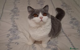 British Shorthair cats for sale: British Shorthair  - Image 7