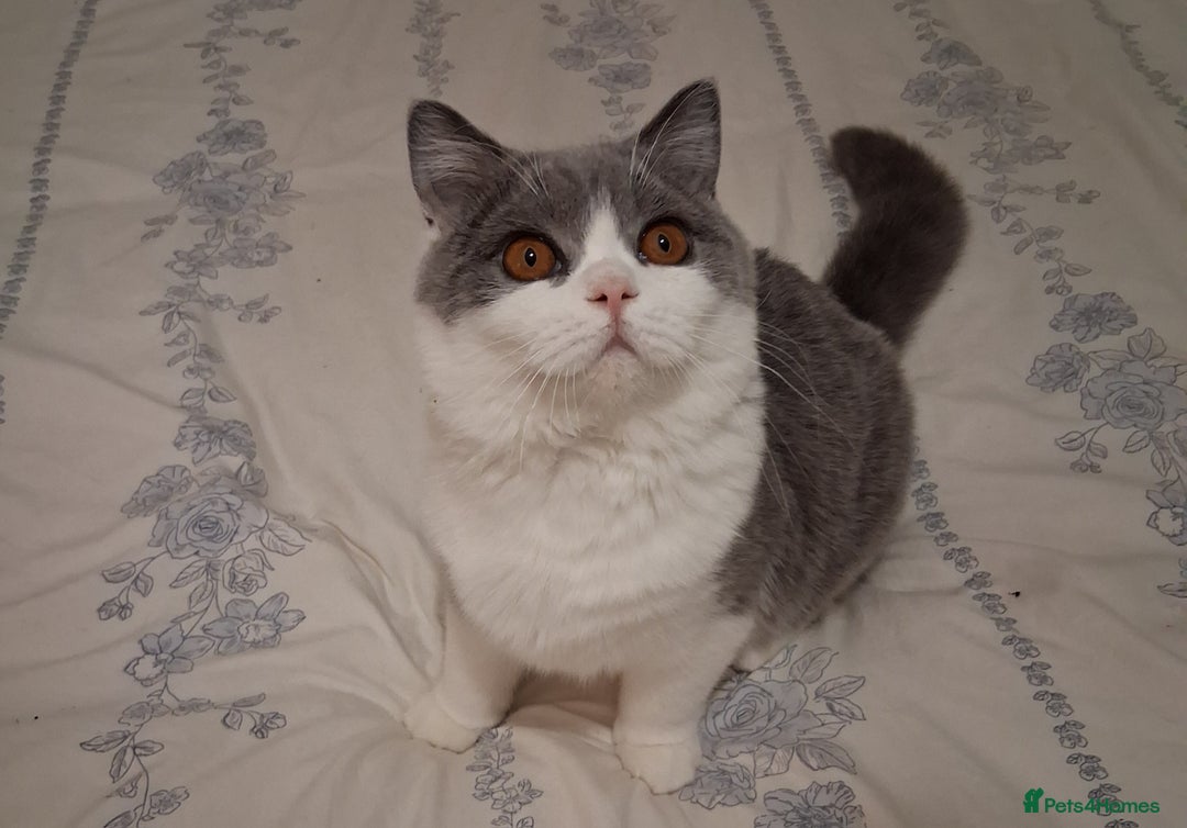 British Shorthair cats for sale: British Shorthair  - Image 7