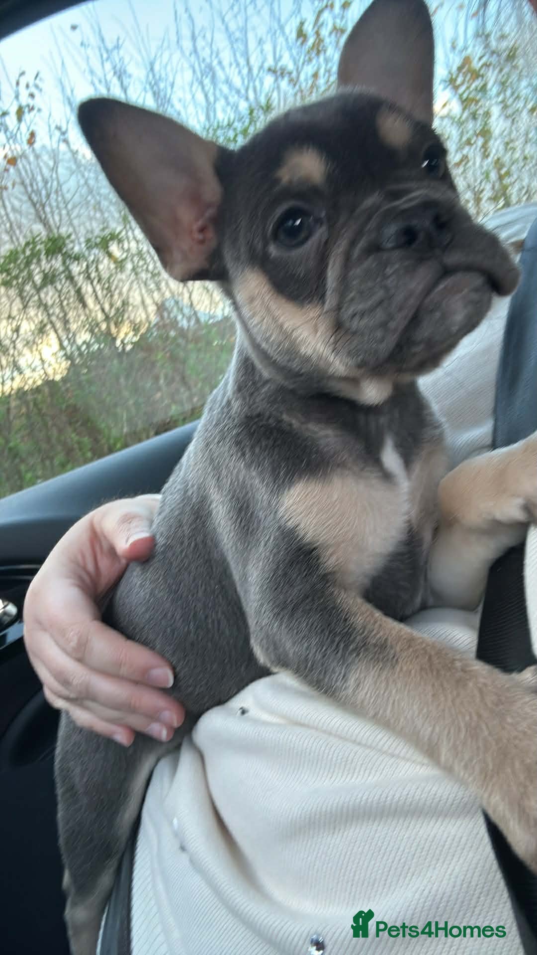 French Bulldog dogs for sale: French bulldog pup - Advert 5