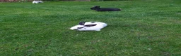 Mixed Breed rabbits for sale: Rabbits for sale  - Advert 5