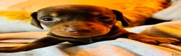 Miniature Dachshund dogs for sale: 🌟🌟Beautiful tan/fawn miniature dachshund🌟 🌟 - Advert 2