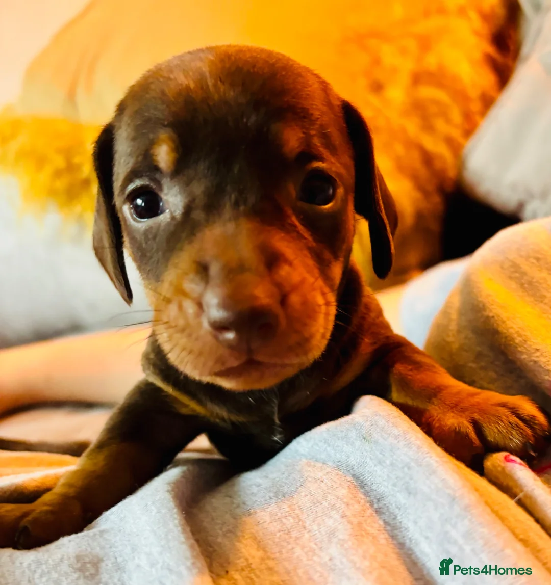 Miniature Dachshund dogs for sale: 🌟🌟Beautiful tan/fawn miniature dachshund🌟 🌟 - Advert 2