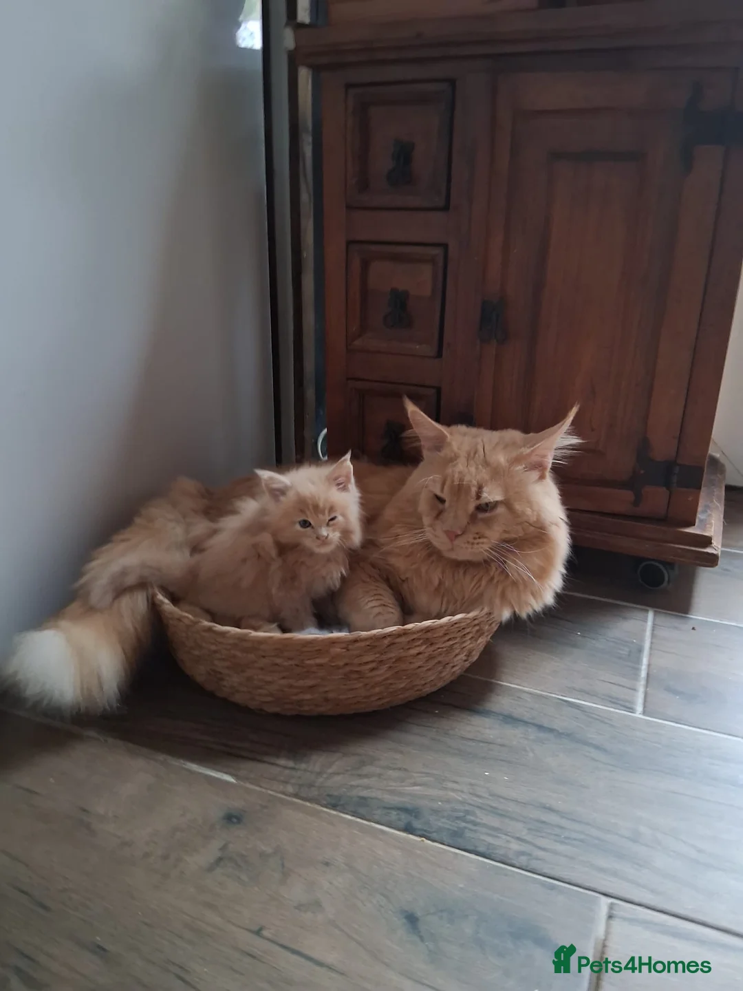 Maine Coon cats for sale: Maine Coon - Advert 6