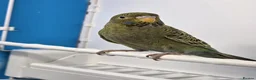 Budgerigars birds for sale: Stunning Budgies, various colors & Mutations - Advert 13