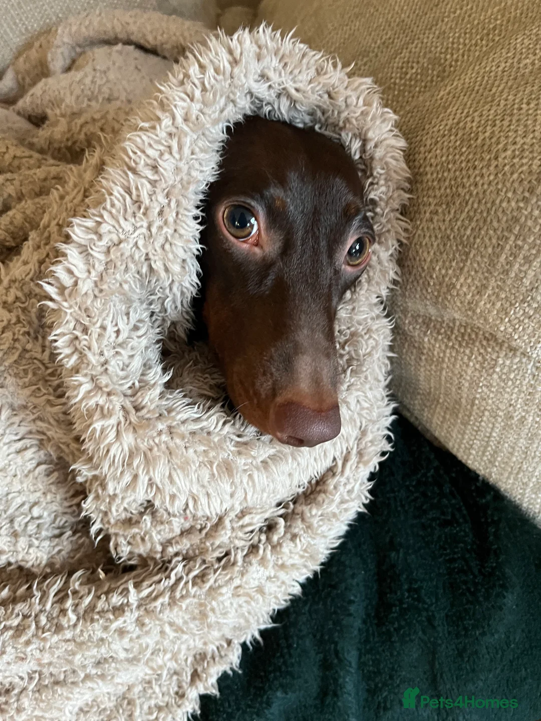 Miniature Dachshund dogs for sale: Looking for new home  - Advert 3