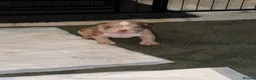 Mixed Breed dogs for sale: Full Breed LUXURY EXOTIC MICRO PUPPYS - Advert 14