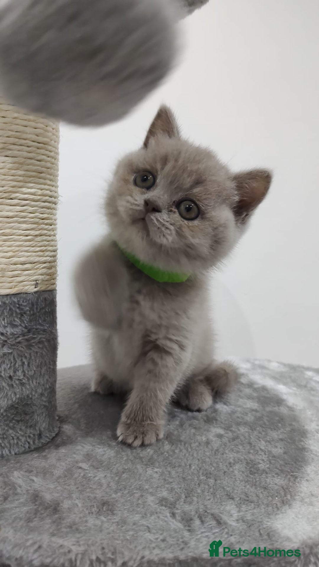 Scottish Fold cats for sale: Scottish fold / straight kittens for sale  - Image 6