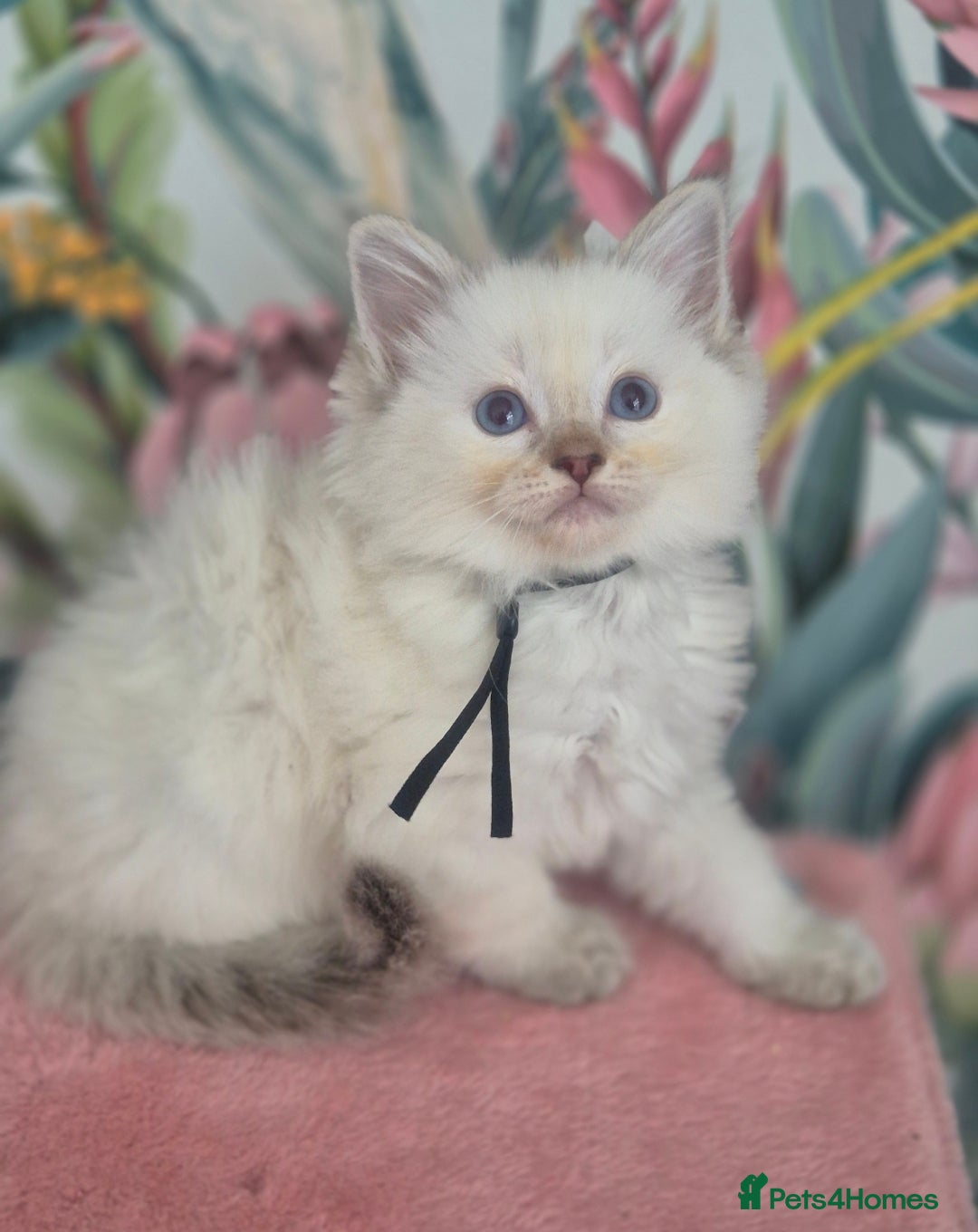 Ragdoll cats for sale: GCCF REGISTERED RAGDOLL KITTENS available septembe - Image 10