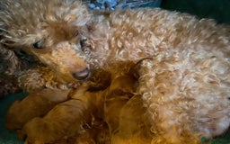 Cavapoo dogs for stud: F1b 5.6kg Cavapoo stud. Devon 100% success in Winkleigh - Image 6