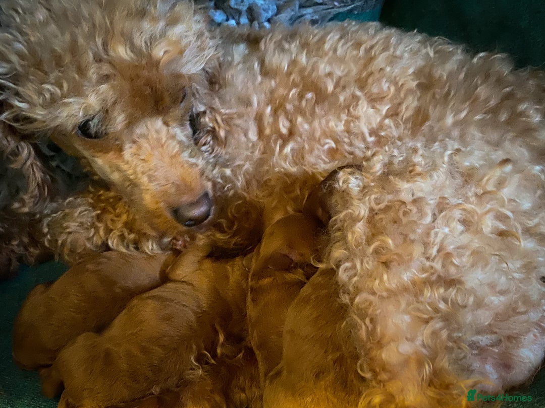 Cavapoo dogs for stud: F1b 5.6kg Cavapoo stud. Devon 100% success in Winkleigh - Image 6