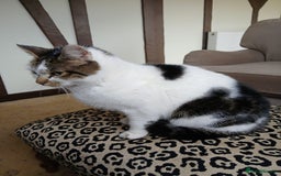 Mixed Breed cats for sale:  **  Moggy Cat - Advert 1
