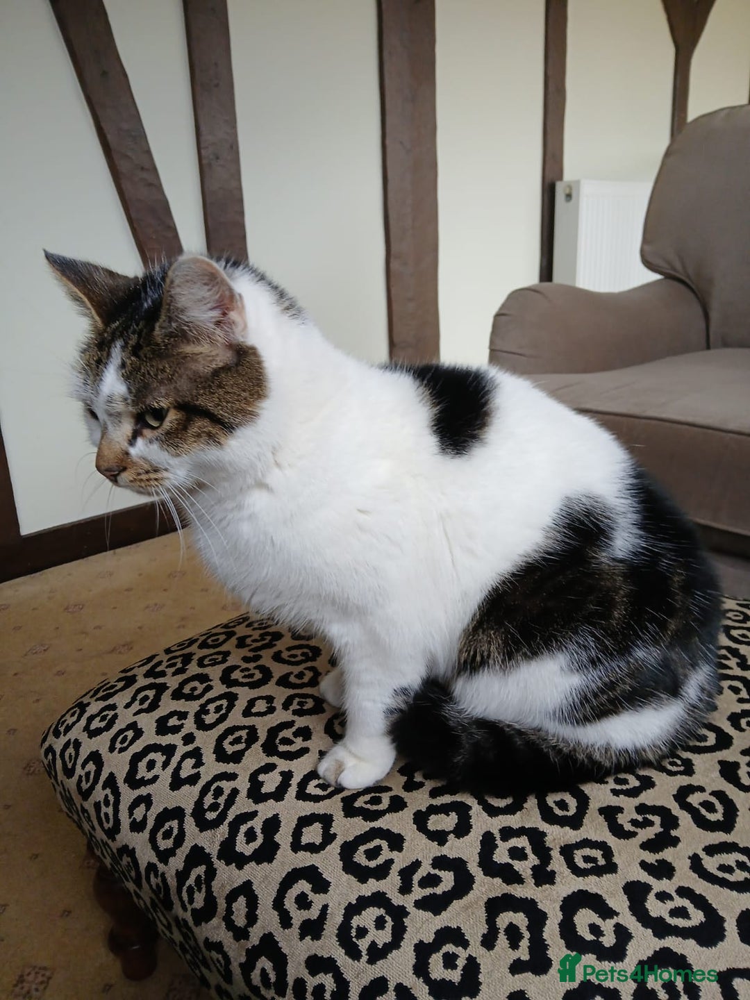 Mixed Breed cats for sale:  **  Moggy Cat - Advert 1