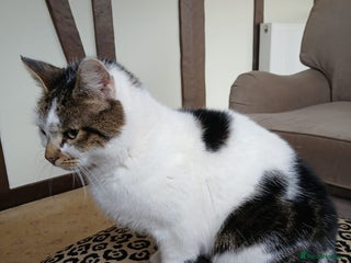 Mixed Breed cats for sale: ** Moggy Cat - Advert 1