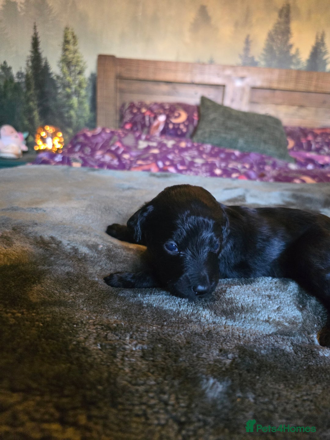 Labradoodle dogs for sale: Ready to go! gorgeous Teddy-Labradoodles - Advert 20