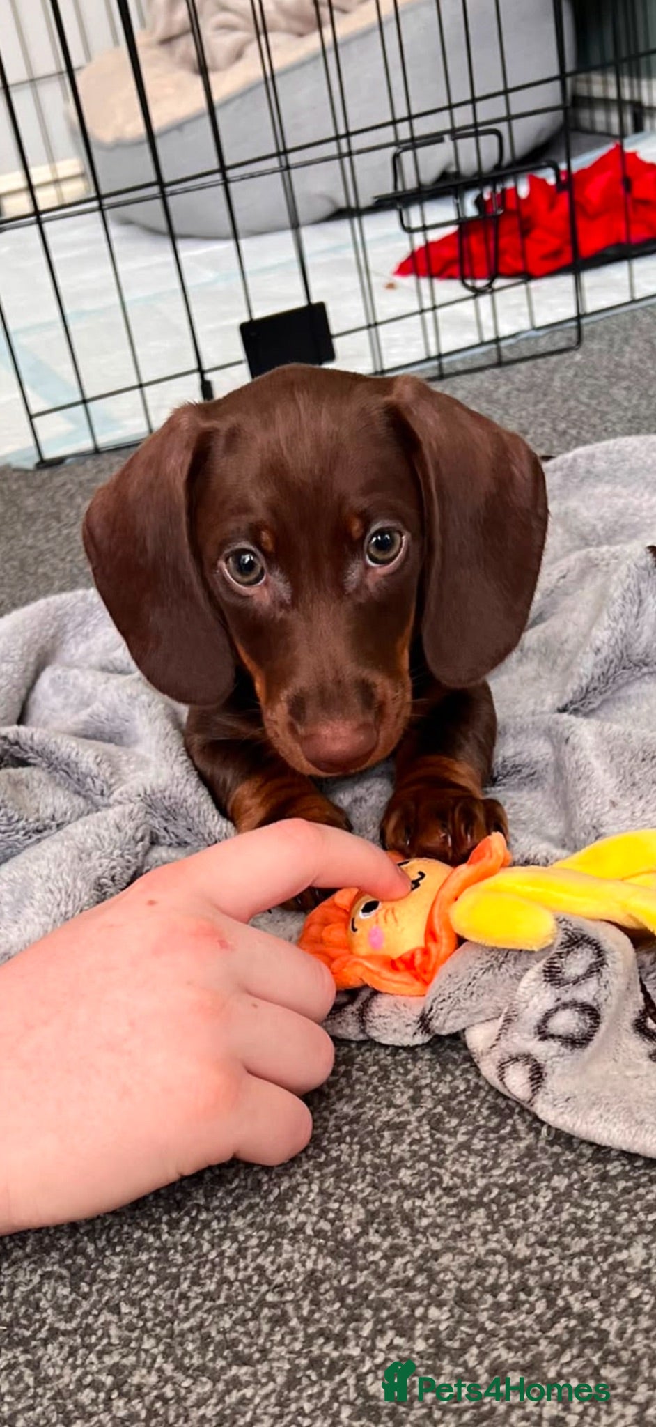 Miniature Dachshund dogs Puppies  - Advert 18
