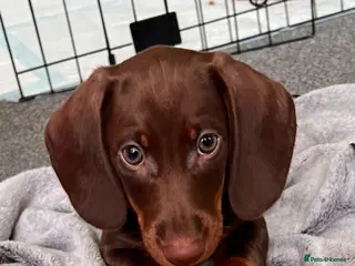 Miniature Dachshund dogs Puppies - Advert 18