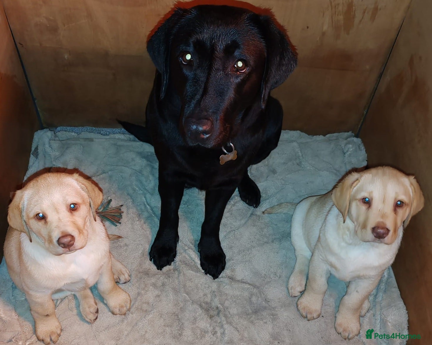 Labrador Retriever dogs Labrador Retriever last puppy  - Advert 1