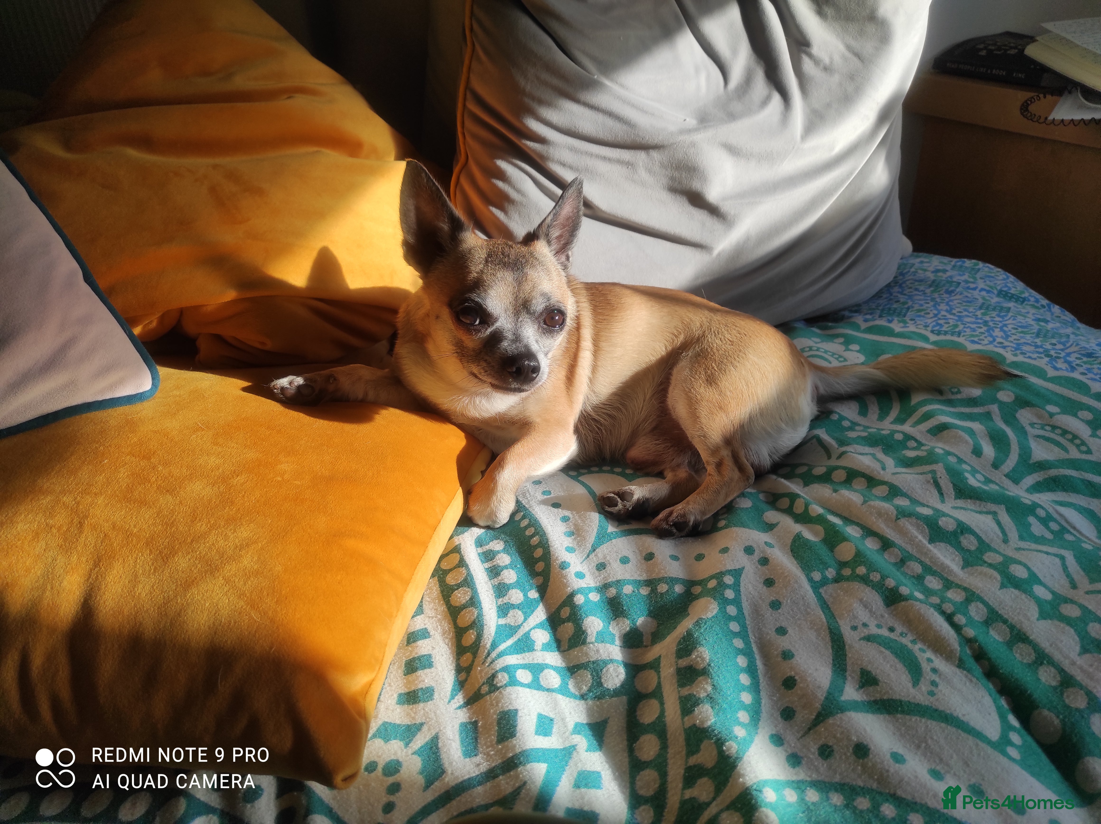 Chihuahua dogs Rico needs a garden  - Advert 1