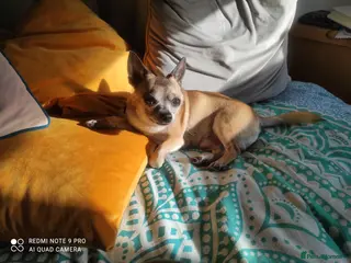 Chihuahua dogs Rico needs a garden - Advert 4