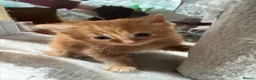 Mixed Breed cats for sale: Stunning 5 week old kittens  - Advert 19